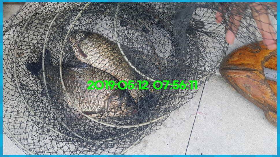 신원낚시터 토종대물 4짜 소식 식상허쥬 사진만 올립니다 (유료터정보 - 유료터점주조황)