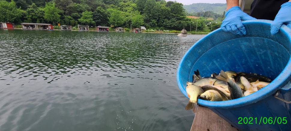 6월 첫주말 금 토요일 수곡낚시터 조황 및 붕어 방류 안내 (유료터정보 - 유료터점주조황)