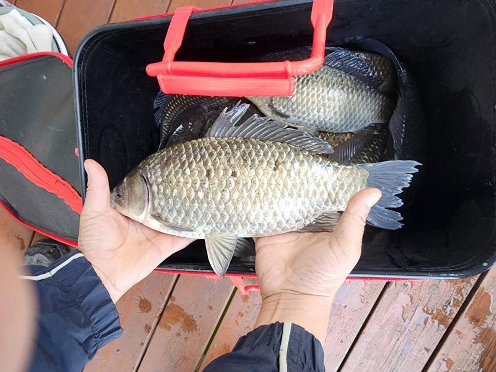 송전지 창신집 45cm 대박 조황 (유료터정보 - 유료터점주조황)