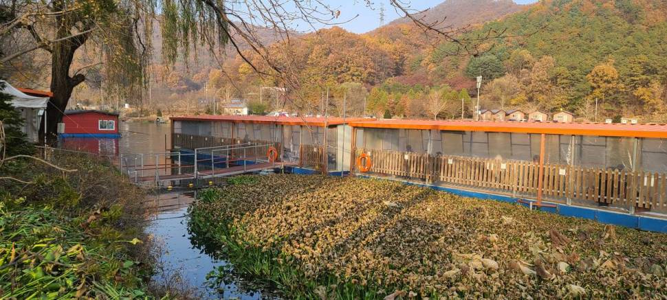 11월의 첫주말 양평 힐링 수곡낚시터 조황 붕어 방류 (유료터정보 - 유료터점주조황)