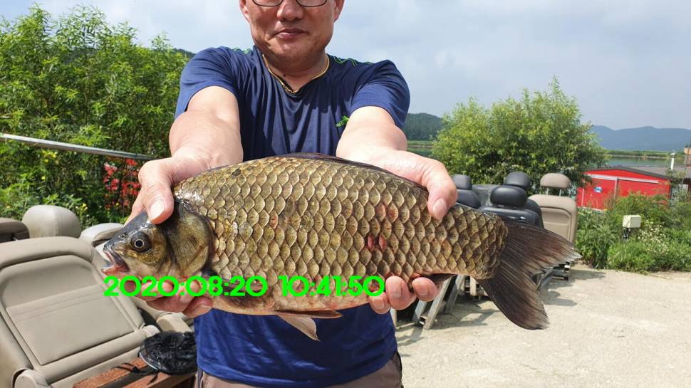 신원낚시터 8월27일 토종붕어 45짜리와 덩어리들 사진입니다 (유료터정보 - 유료터점주조황)