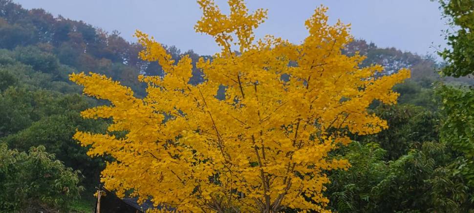 공주 고성낚시터 입니다 (유료터정보 - 유료터점주조황)