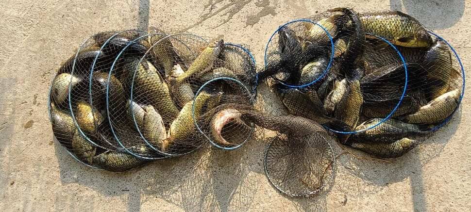 양평 낚시터 수곡낚시터 621 일요일 46cm 대물붕어 포함 씨알좋은 붕어들이 나와주네요 (유료터정보 - 유료터점주조황)