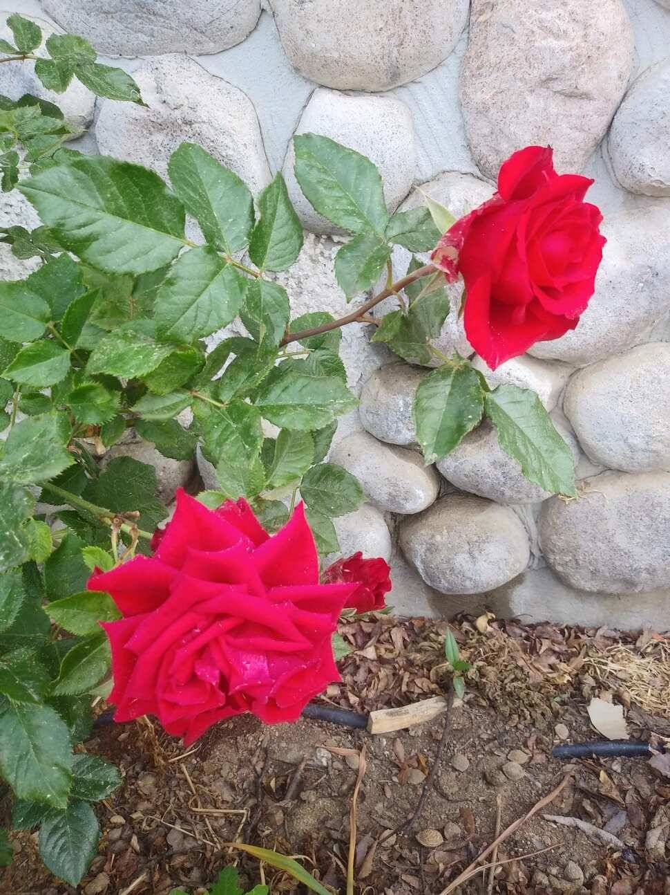 아산 안골지 조황정보 입니다 (유료터정보 - 유료터점주조황)