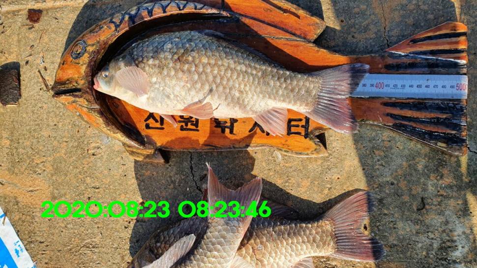신원낚시터 8월27일 토종붕어 45짜리와 덩어리들 사진입니다 (유료터정보 - 유료터점주조황)