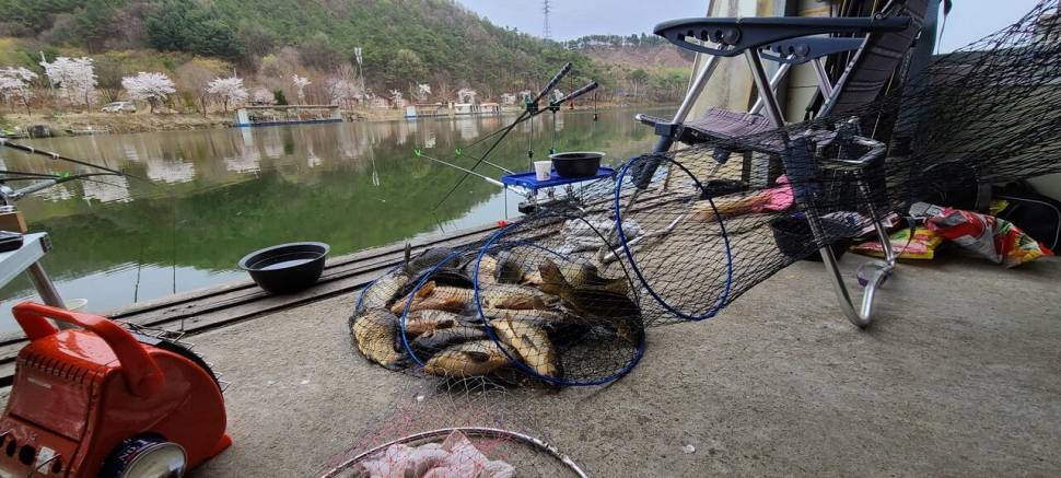 4월 양평 힐링 수곡낚시터 첫주말 대체로 고른 조황이었네요 (유료터정보 - 유료터점주조황)