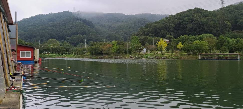 양평 힐링 수곡낚시터 셋째주 주중반 수목 조황입니다 (유료터정보 - 유료터점주조황)