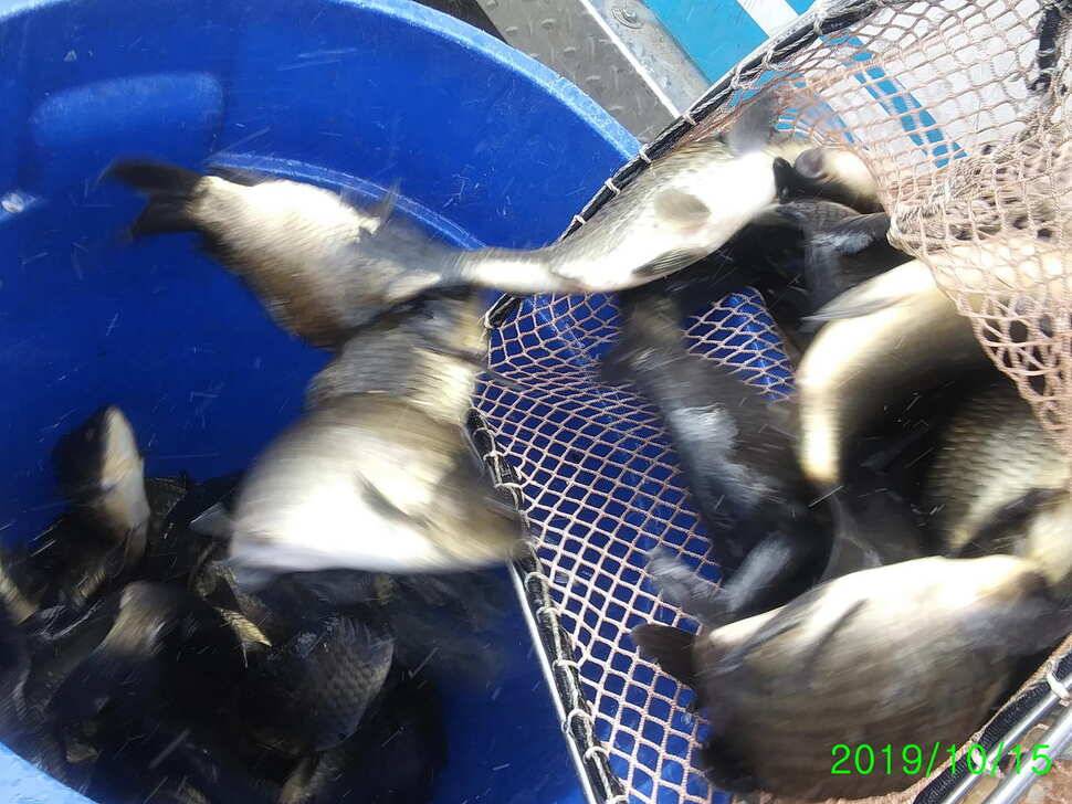 양평 힐링 수곡낚시터 주중 붕어 방류 조황 안내 (유료터정보 - 유료터점주조황)