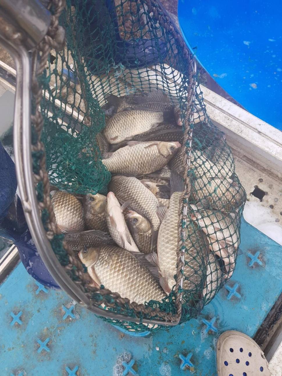 충북 괴산군 오가리 낚시터 4월 6일 개장 맞이 토종붕어 대량 방류 하였습니다 (유료터정보 - 유료터점주조황)