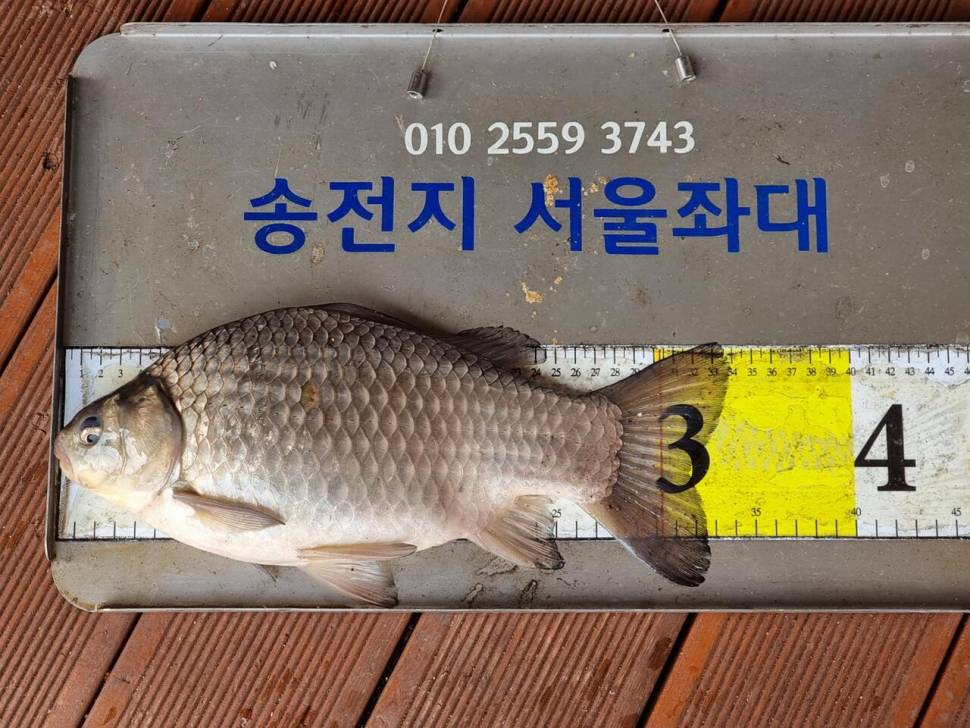 송전지서울좌대3월30일조황 (유료터정보 - 유료터점주조황)
