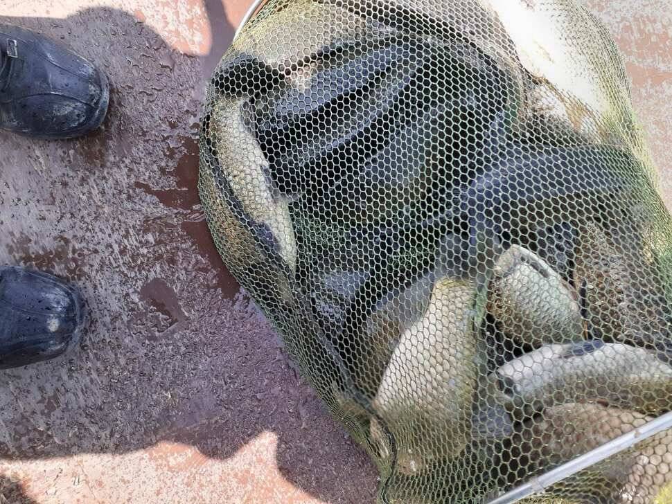 경주 동산낚시터붕어 전용잡이터지난주 조황 (유료터정보 - 유료터점주조황)