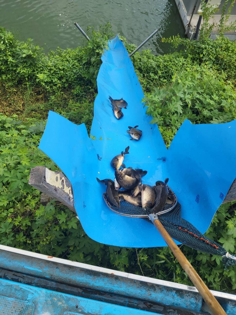 충북 괴산 오가리낚시터 8월 23일 정기 붕어 입어모습입니다 (유료터정보 - 유료터점주조황)