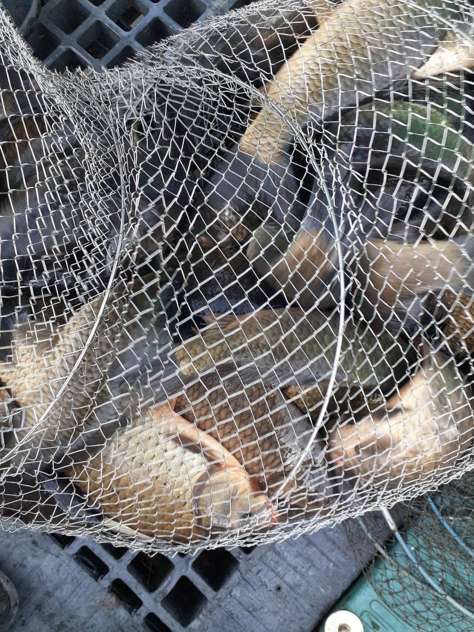 경주동산낚시터붕어 전용잡이터지난주 조황 (유료터정보 - 유료터점주조황)
