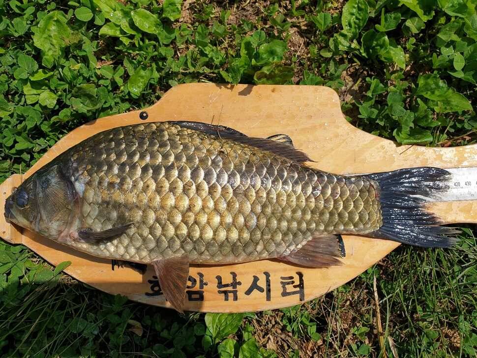 안성 회암지 조황정보 올해 처음 4짜 마릿수 나왔네요 (유료터정보 - 유료터점주조황)
