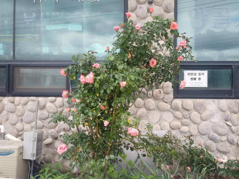 아산 안골지 조황정보 입니다 (유료터정보 - 유료터점주조황)