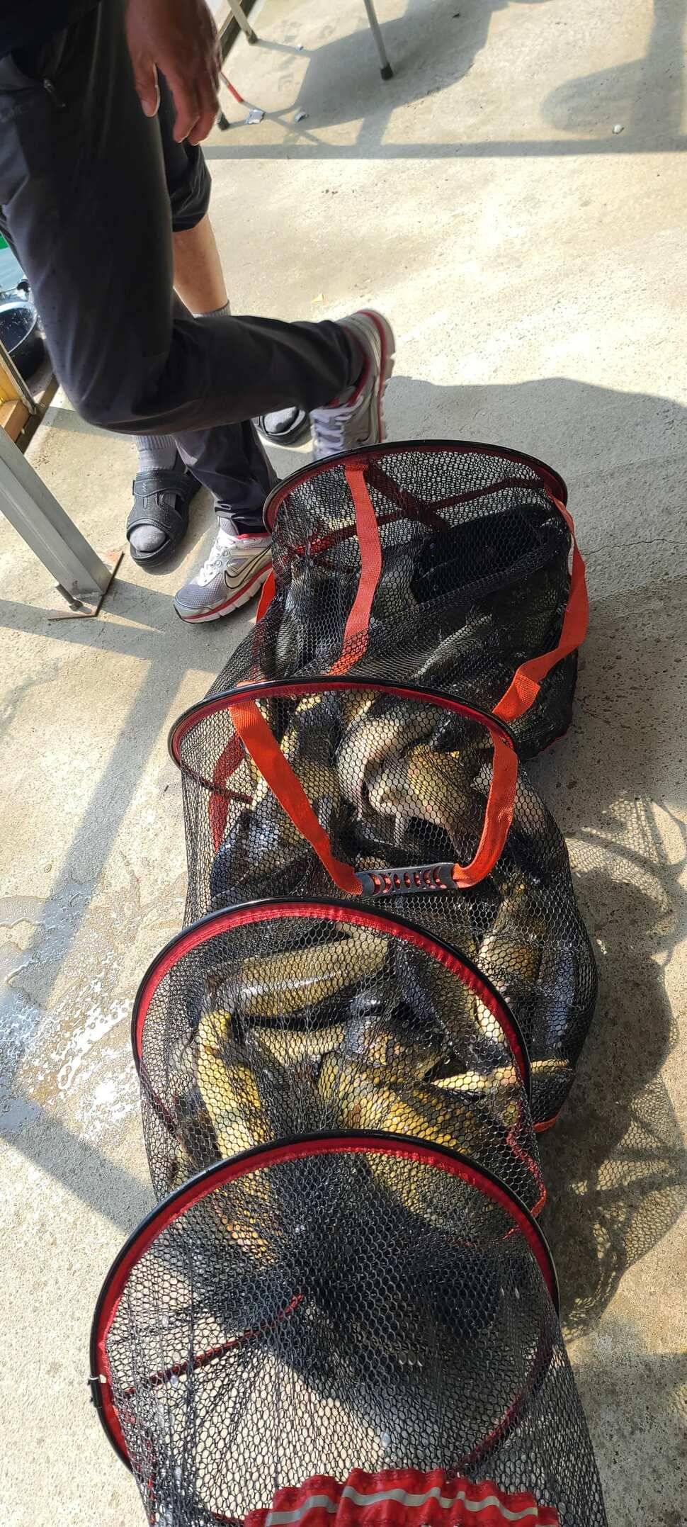 양평 지평 수곡낚시터 붕어100수 와 함게 조황이 꾸준합니다 (유료터정보 - 유료터점주조황)