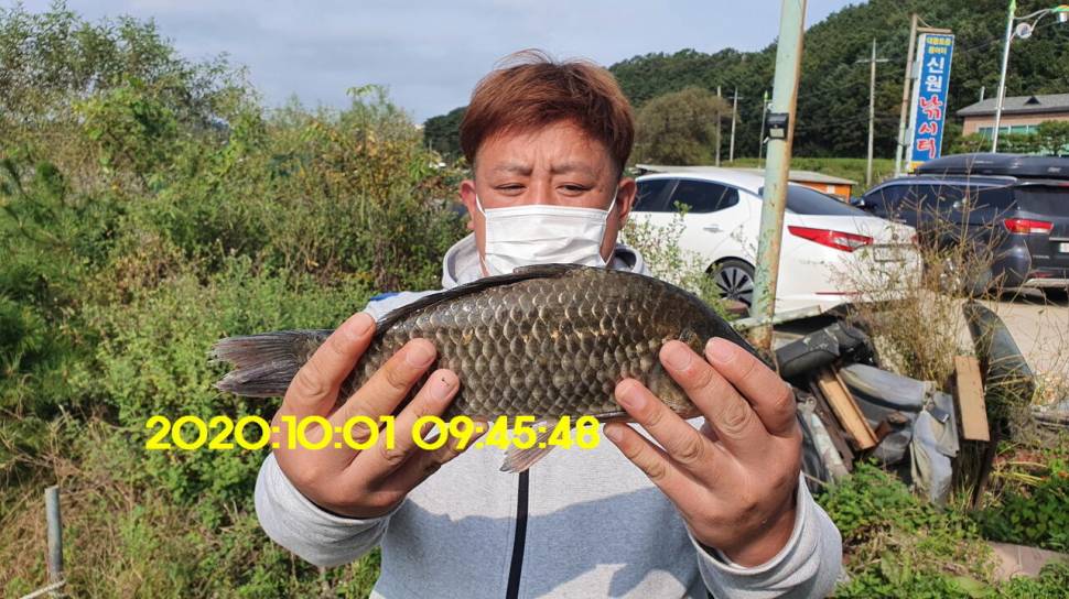 신원낚시터10월7일 연휴에도 토종4짜와 덩어리는 계속 나와 줍니다 (유료터정보 - 유료터점주조황)