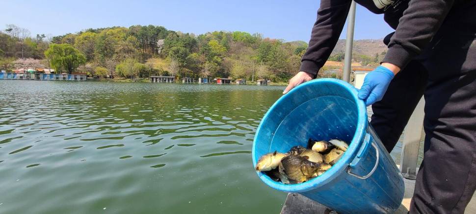 4월 둘째주말 양평 힐링 수곡낚시터 조황 및 붕어 방류 (유료터정보 - 유료터점주조황)