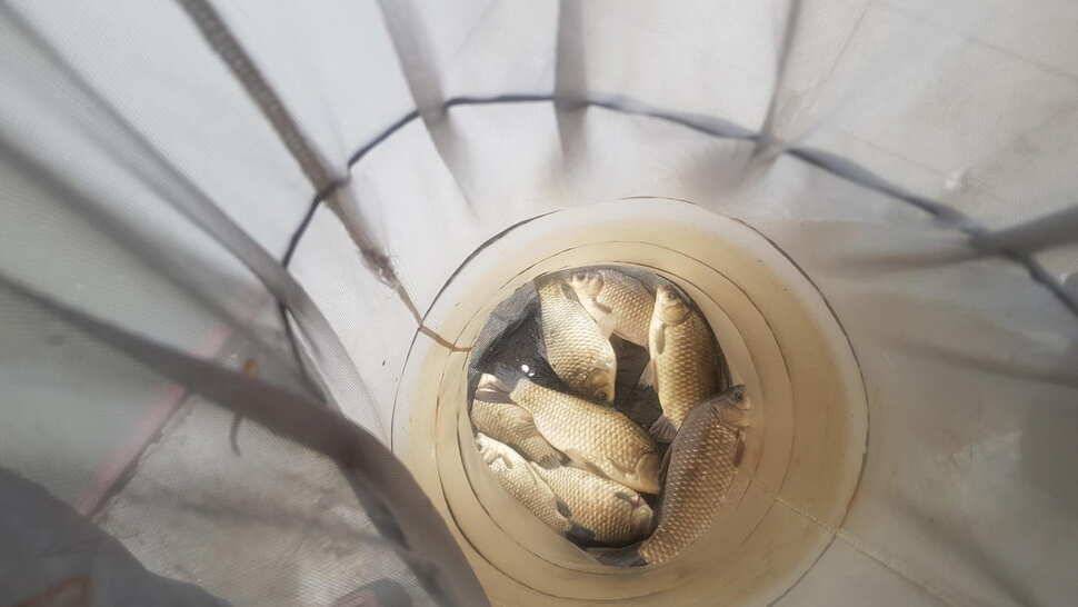 당진 가교리낚시터 4월 25일 토종붕어 조황 (유료터정보 - 유료터점주조황)
