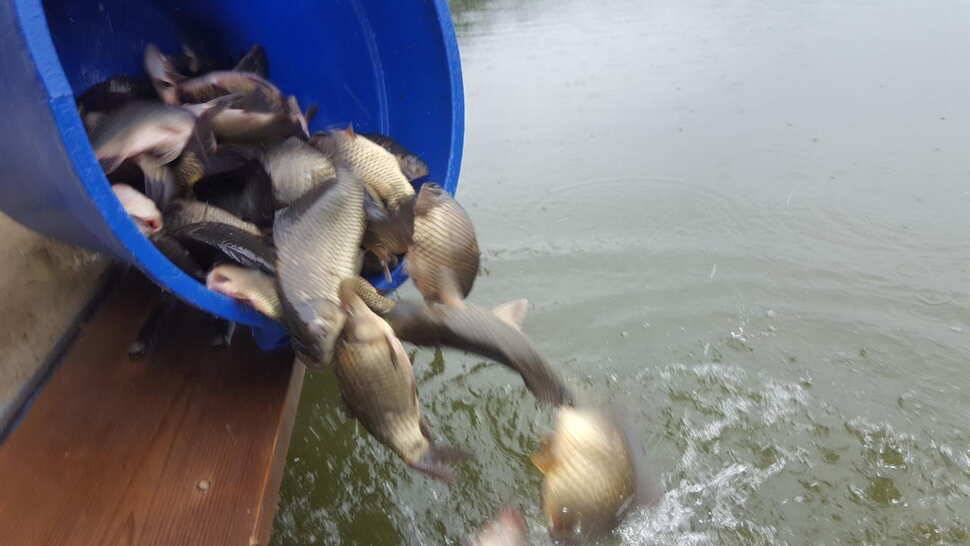 양평 힐링 수곡낚시터 8월 29일 조황 및 붕어방류 안내 (유료터정보 - 유료터점주조황)