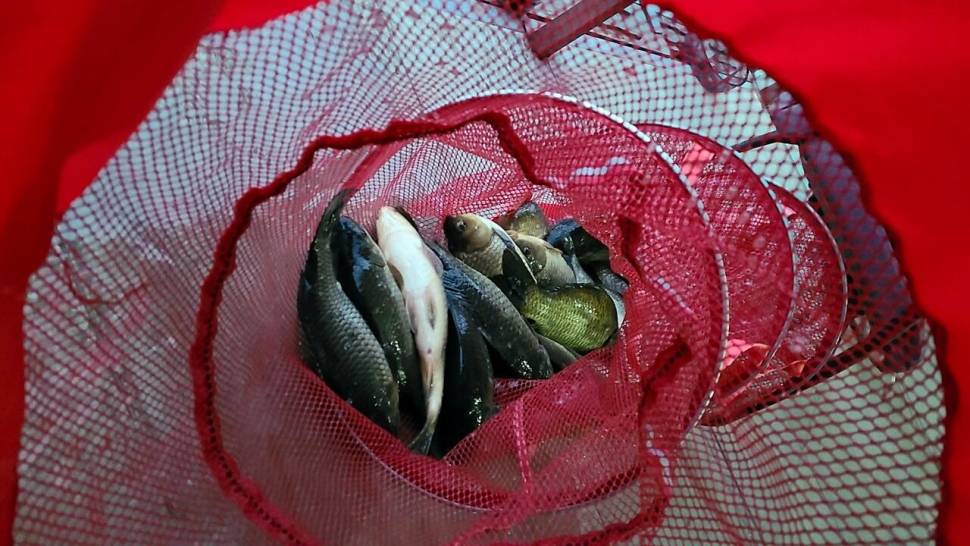 반제지 조황정보입니다 (유료터정보 - 유료터점주조황)