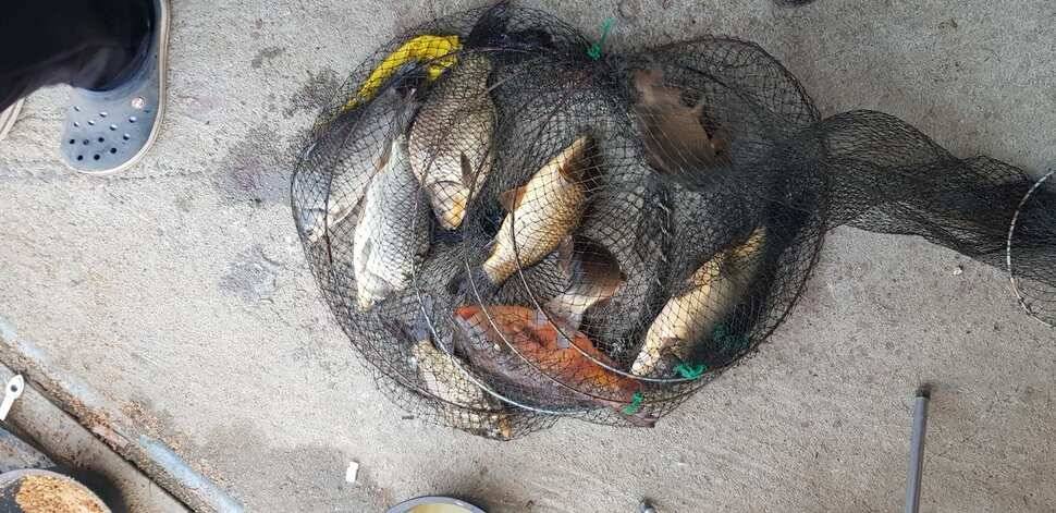 힐링 양평 수곡낚시터 주중 고른 조황이네요수상좌대 할인요금 및 주말 붕어방류 안내 (유료터정보 - 유료터점주조황)