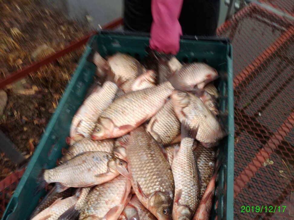 수곡낚시터 토종붕어 대량 방류 완료 및 붕어 조황도 좀더 좋아지네요 (유료터정보 - 유료터점주조황)