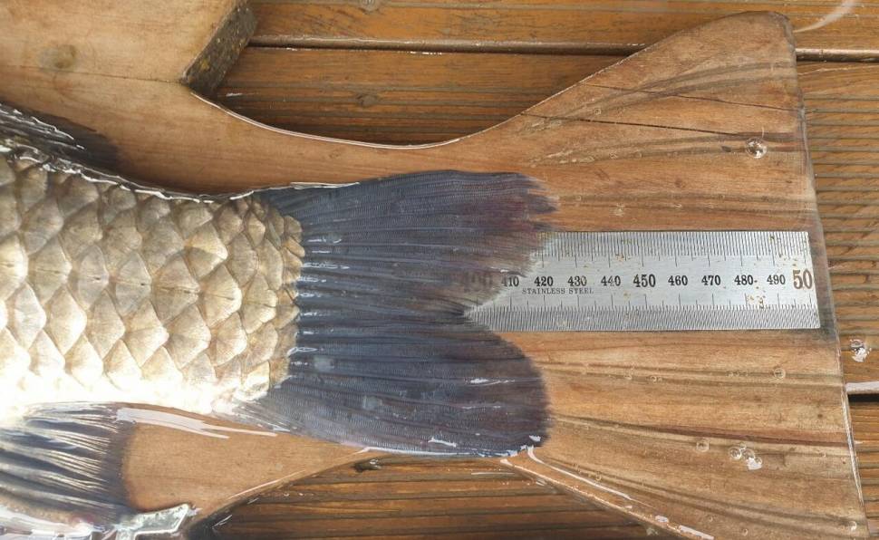 고삼지 상류권 물골포인트 사짜붕어행렬 (유료터정보 - 유료터점주조황)