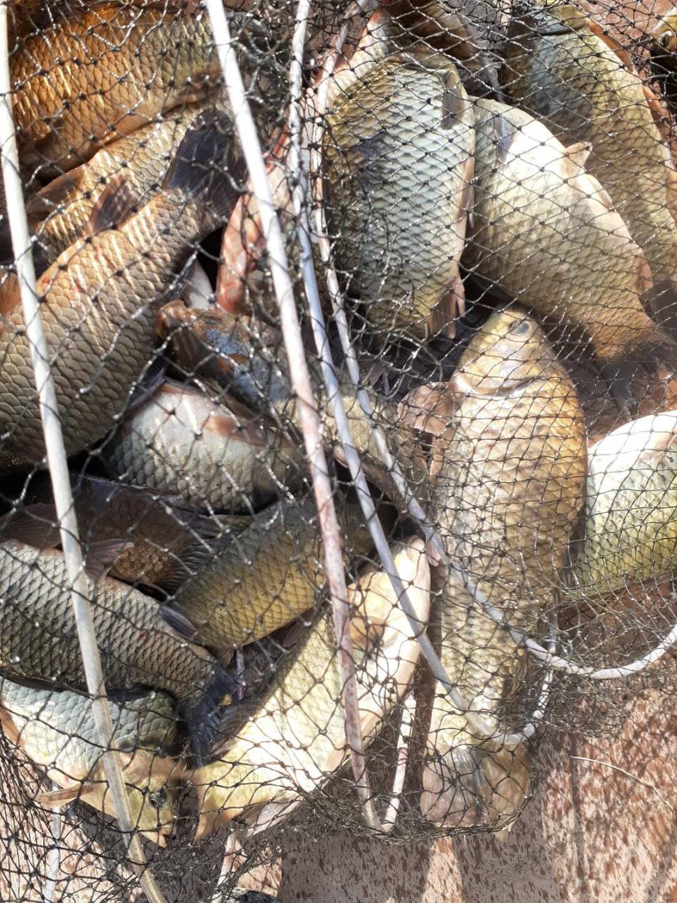 경주 동산낚시터붕어전용잡이터지난주 조황 (유료터정보 - 유료터점주조황)