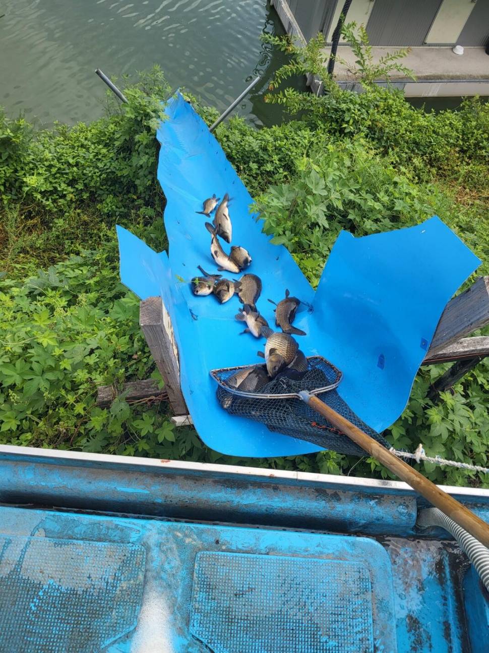 충북 괴산 오가리낚시터 8월 23일 정기 붕어 입어모습입니다 (유료터정보 - 유료터점주조황)