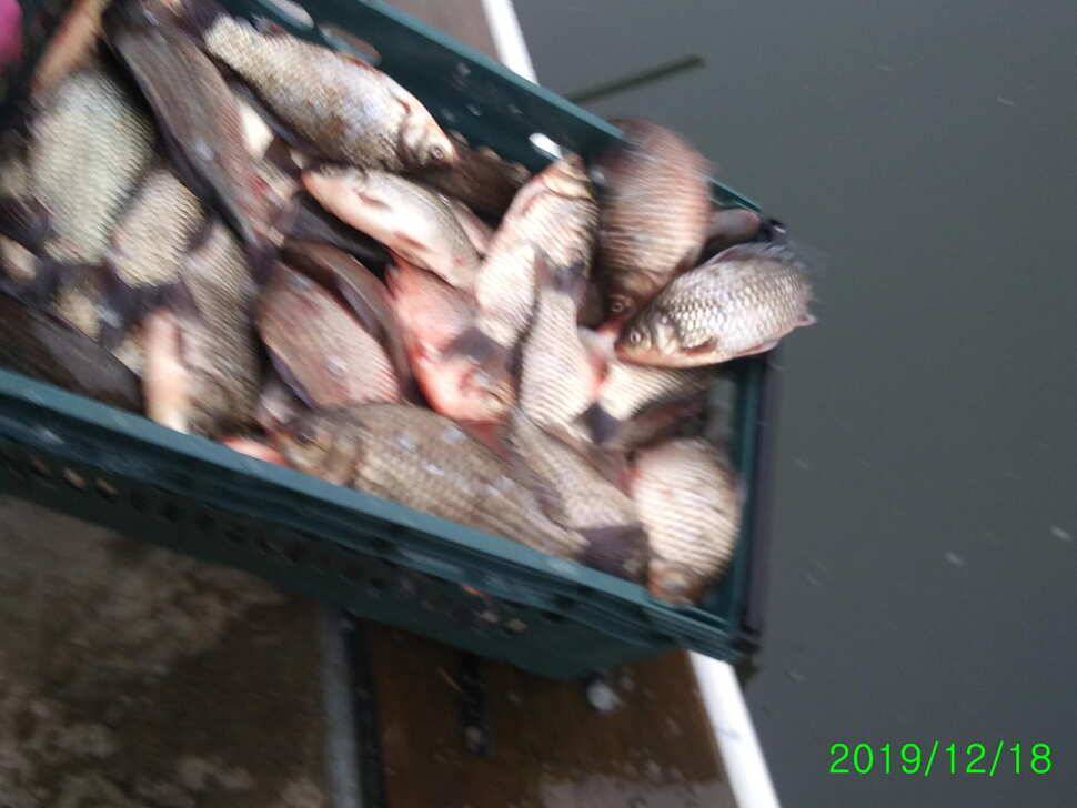 힐링 수곡낚시터 주중 붕어 조황 및 토종붕어 추가 방류 안내 (유료터정보 - 유료터점주조황)