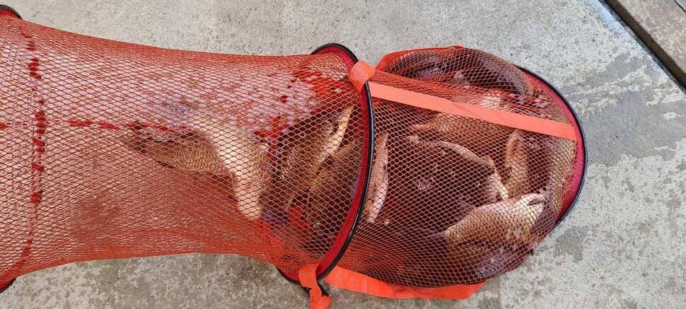 양평 지평 수곡낚시터 주말조황 5짜 붕어 포함 고르게 잘 나와주네요 (유료터정보 - 유료터점주조황)