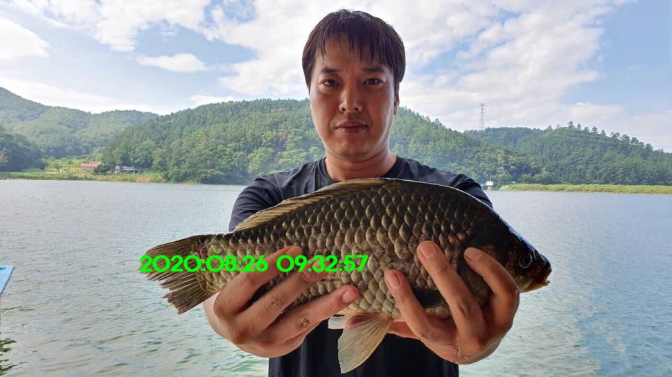 신원낚시터 8월27일 토종붕어 45짜리와 덩어리들 사진입니다 (유료터정보 - 유료터점주조황)