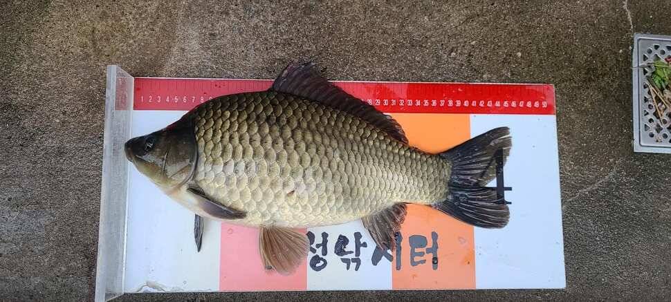 공주 고성낚시터 입니다 (유료터정보 - 유료터점주조황)