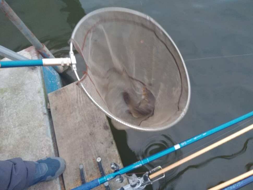 양평 수곡 낚시터 오늘도 자연산 토종붕어 대량 방류 및 조황 안내드려요 (유료터정보 - 유료터점주조황)