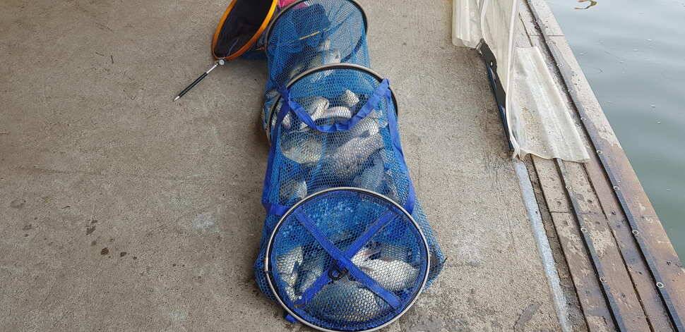 힐링 양평 수곡낚시터 4짜 대물붕어주중조황 및 붕어방류수상좌대 할인요금 안내 (유료터정보 - 유료터점주조황)