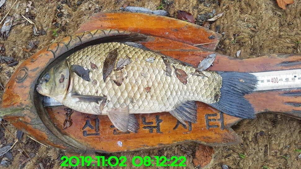 신원낚시터11월4일 토종붕어 방류와 조황 소식입니다 (유료터정보 - 유료터점주조황)