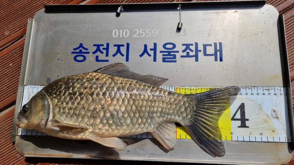 송전지서울좌대5월17일조황 (유료터정보 - 유료터점주조황)