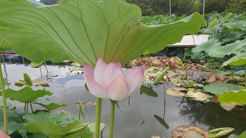 아산 명품 월랑낚시터 7월 두번째 조황이야기입니다 (유료터정보 - 유료터점주조황)
