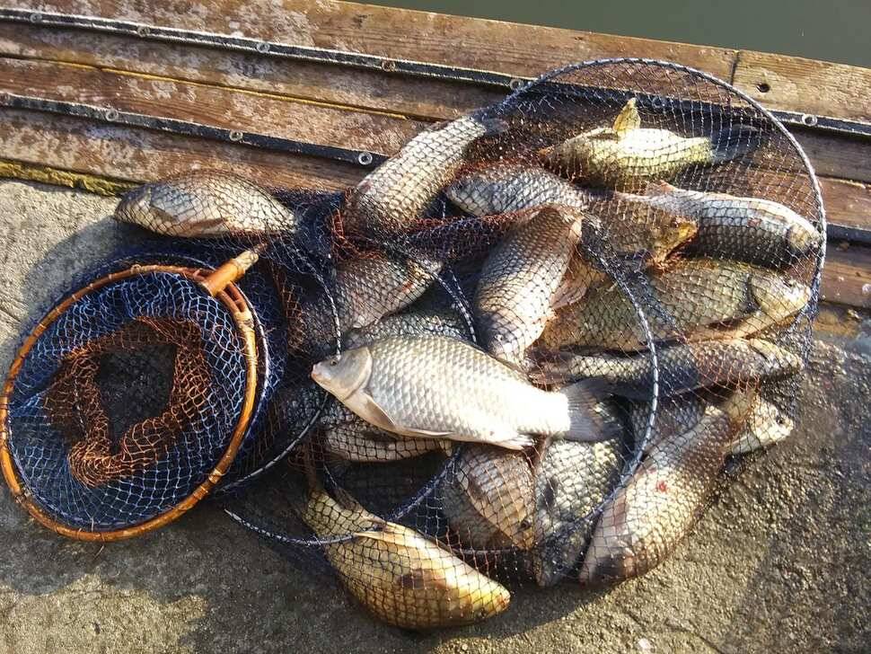 양평 힐링 수곡낚시터 바닥 토종대물 4짜 포함 붕어 마릿수도 꾸준히 늘어납니다 (유료터정보 - 유료터점주조황)