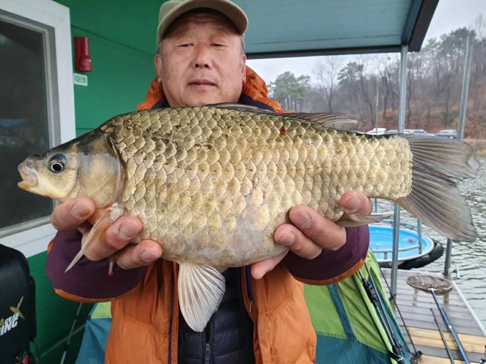 산란임박한 고삼지 사짜붕어 자태입니다 (유료터정보 - 유료터점주조황)