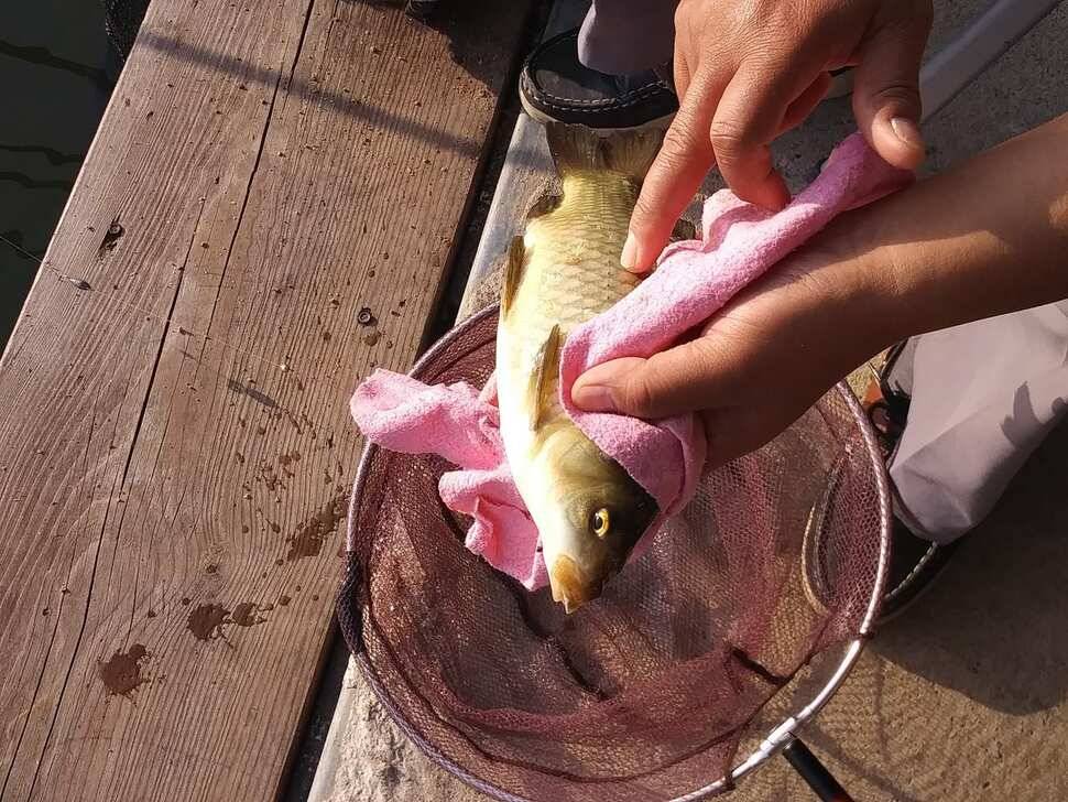 수곡낚시터 어제 대박조황과 함께 고른 조황이 이어졌고 오늘 토종붕어 포함 방류합니다 (유료터정보 - 유료터점주조황)