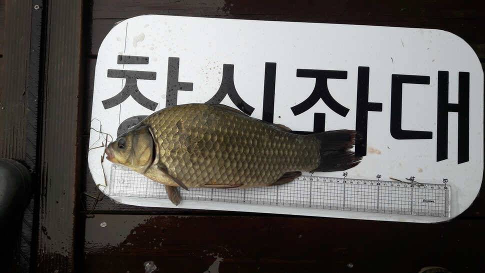 송전지 창신낚시터 조황 (유료터정보 - 유료터점주조황)