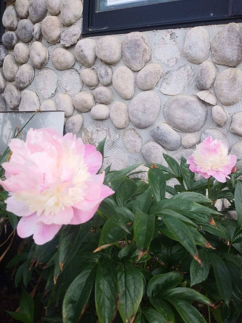 아산 안골지 조황정보 입니다 (유료터정보 - 유료터점주조황)