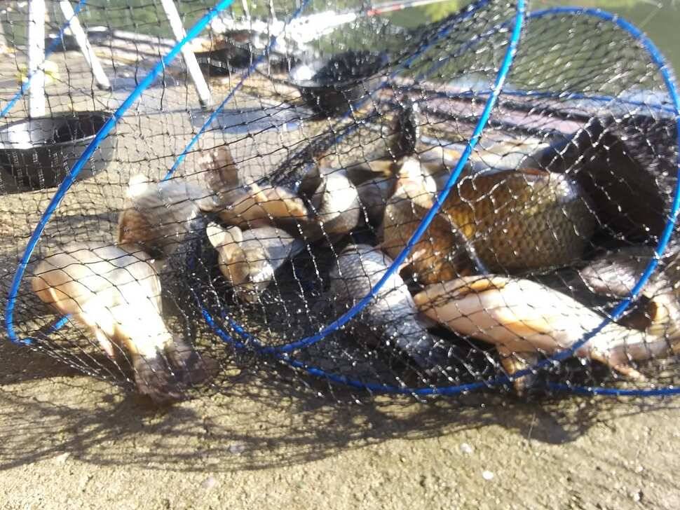 수곡낚시터 10월89일 조황 및 붕어 방류 안내 (유료터정보 - 유료터점주조황)