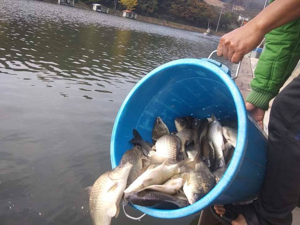 붕어낚시 양평 수곡낚시터 어제조황도 고르게 잘 나와주었습니다 (유료터정보 - 유료터점주조황)