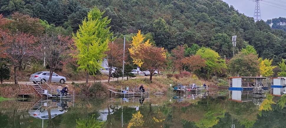 힐링 양평수곡낚시터 목금 주후반 꾸준한 조과 및 편차가 있네요 (유료터정보 - 유료터점주조황)