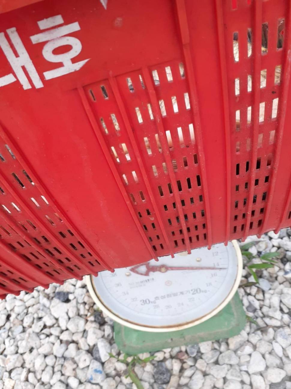 경주 동산낚시터붕어 전용잡이터 지난주 조황 (유료터정보 - 유료터점주조황)