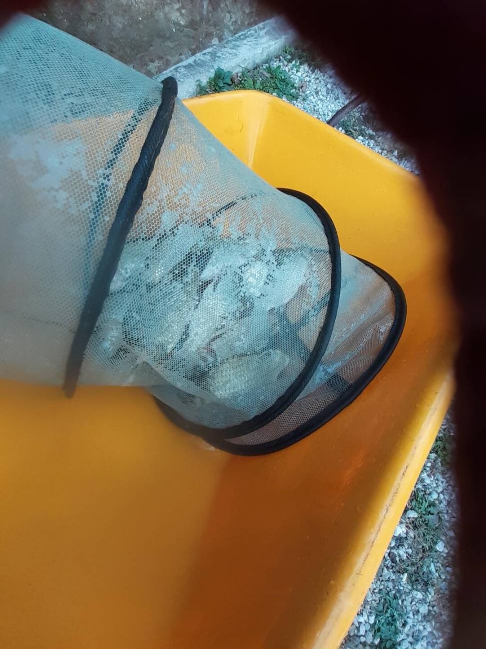 경주 동산낚시터붕어전용잡이터굶주린 붕어들 (유료터정보 - 유료터점주조황)