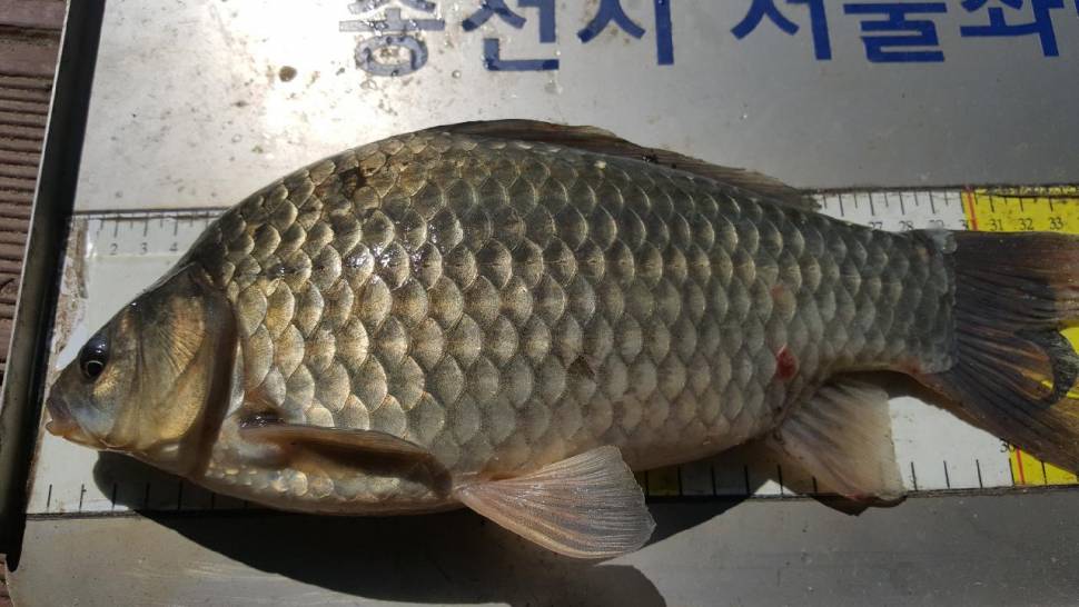 송전지서울집좌대5월10일조황 (유료터정보 - 유료터점주조황)